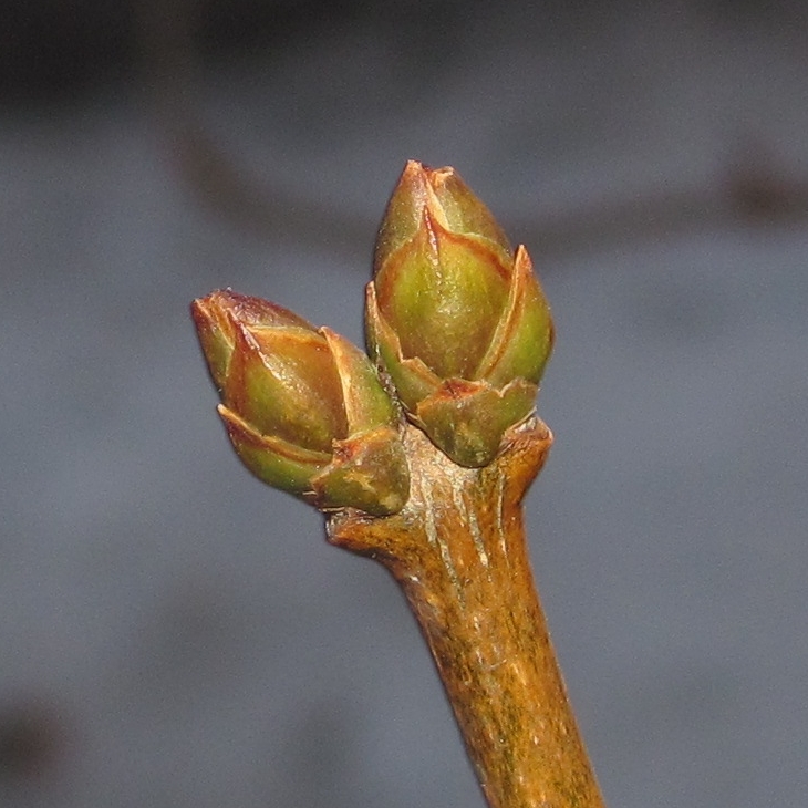 Image of Syringa vulgaris specimen.
