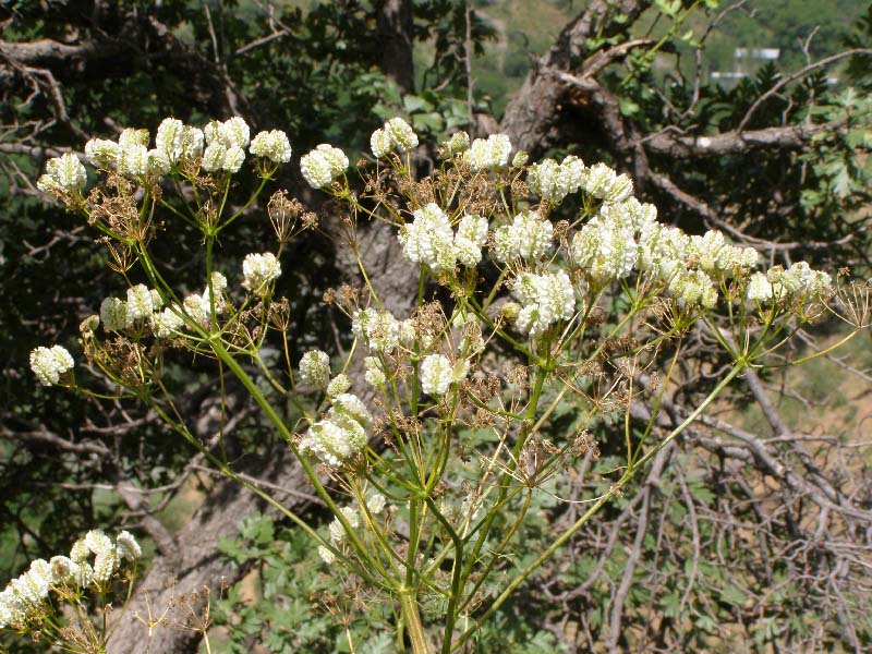 Изображение особи Prangos pabularia.