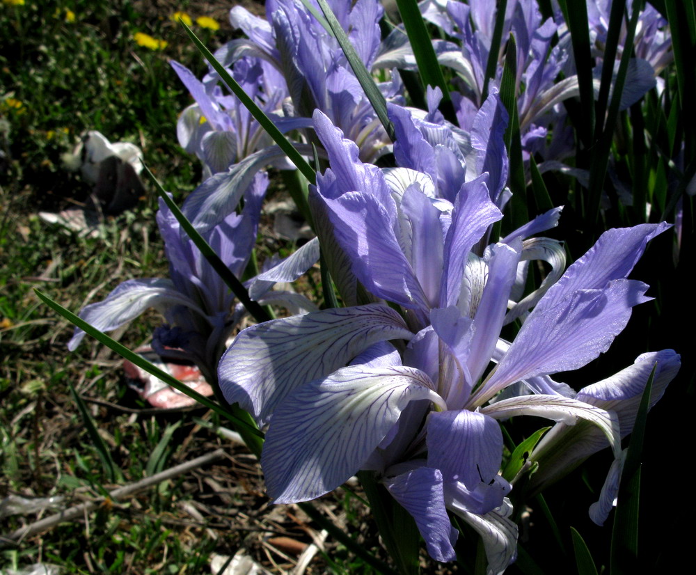 Image of Iris biglumis specimen.