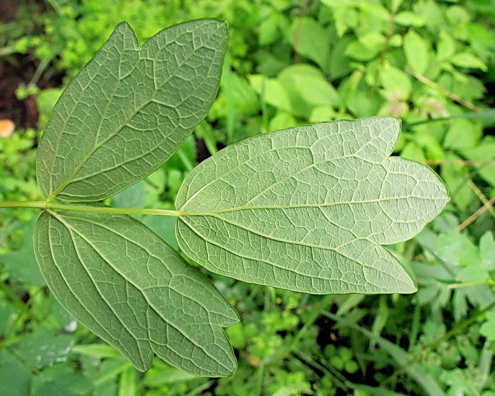 Image of Thalictrum minus specimen.