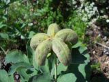 Paeonia daurica