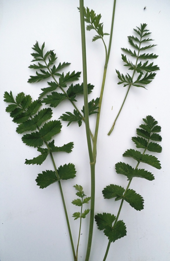 Image of Pimpinella saxifraga specimen.