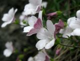 Gypsophila sericea