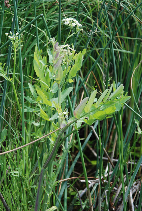 Image of Sium latifolium specimen.