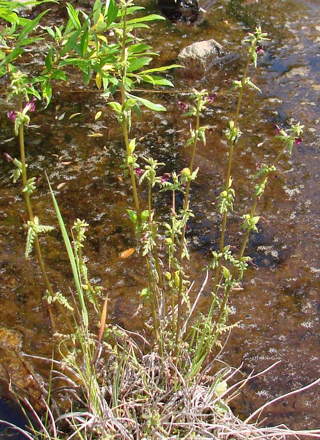 Изображение особи Pedicularis wlassoviana.