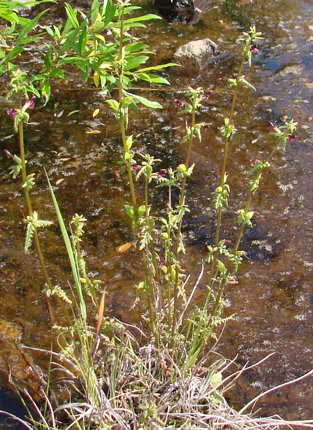 Image of Pedicularis wlassoviana specimen.