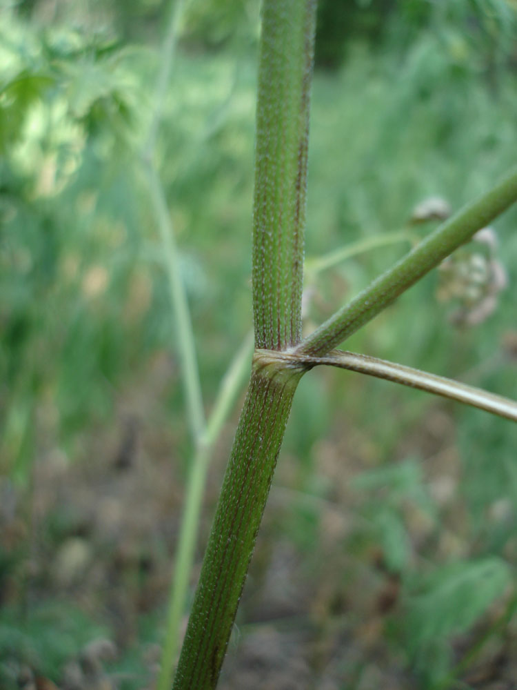 Image of Torilis japonica specimen.