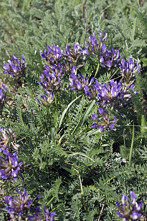 Image of Astragalus masenderanus specimen.