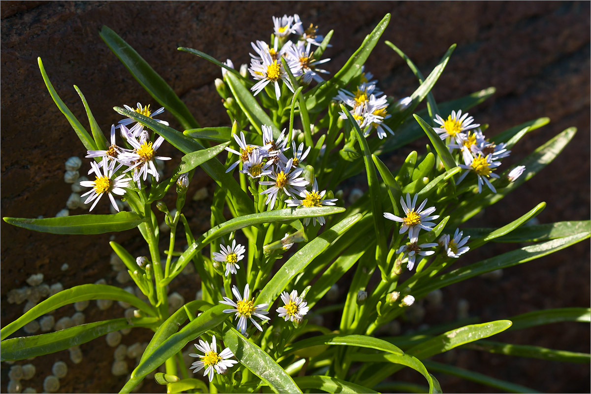 Image of Tripolium pannonicum ssp. tripolium specimen.