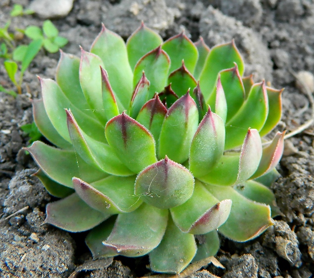 Изображение особи Sempervivum tectorum.