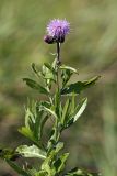 Cirsium setosum