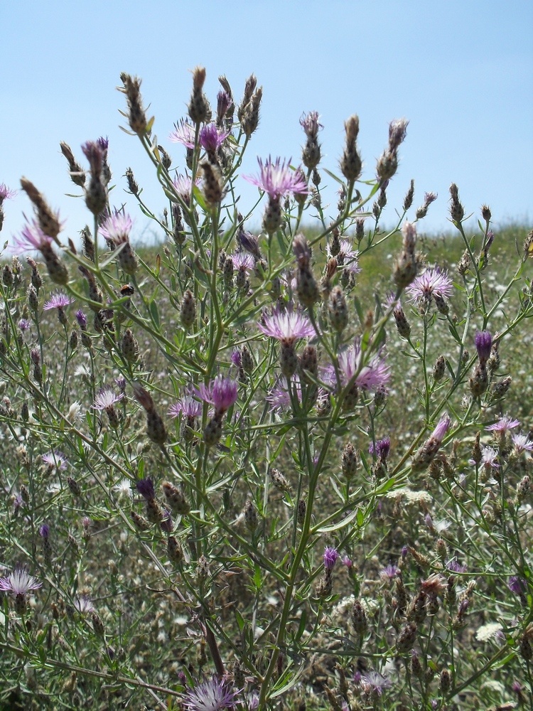 Image of Centaurea diffusa specimen.