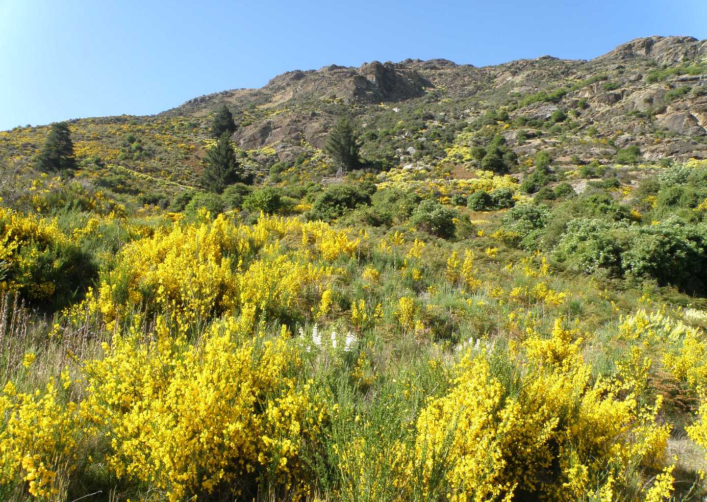 Изображение особи Sarothamnus scoparius.