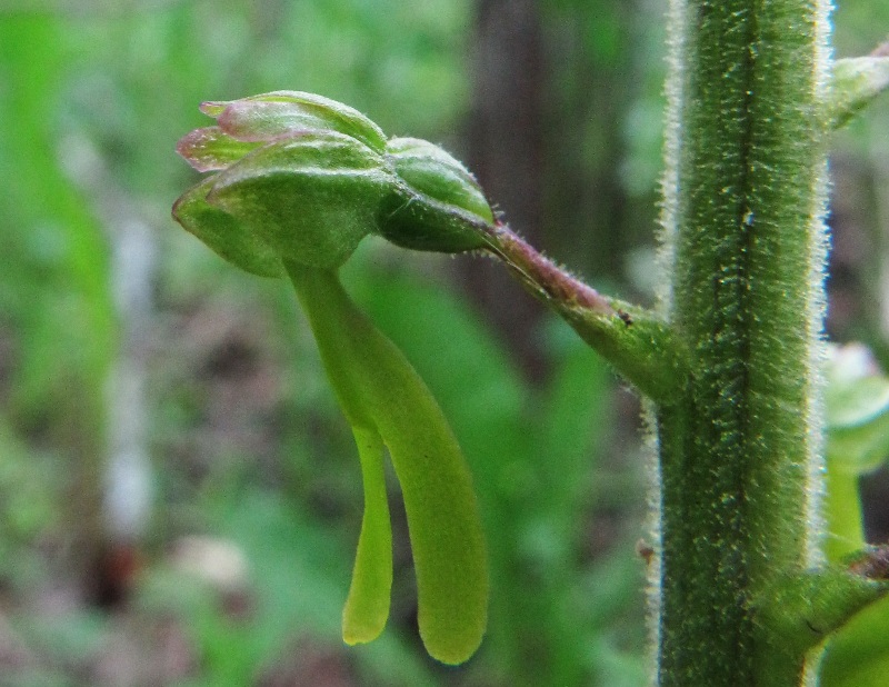 Image of Listera ovata specimen.