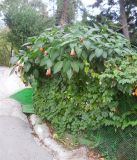 Brugmansia suaveolens