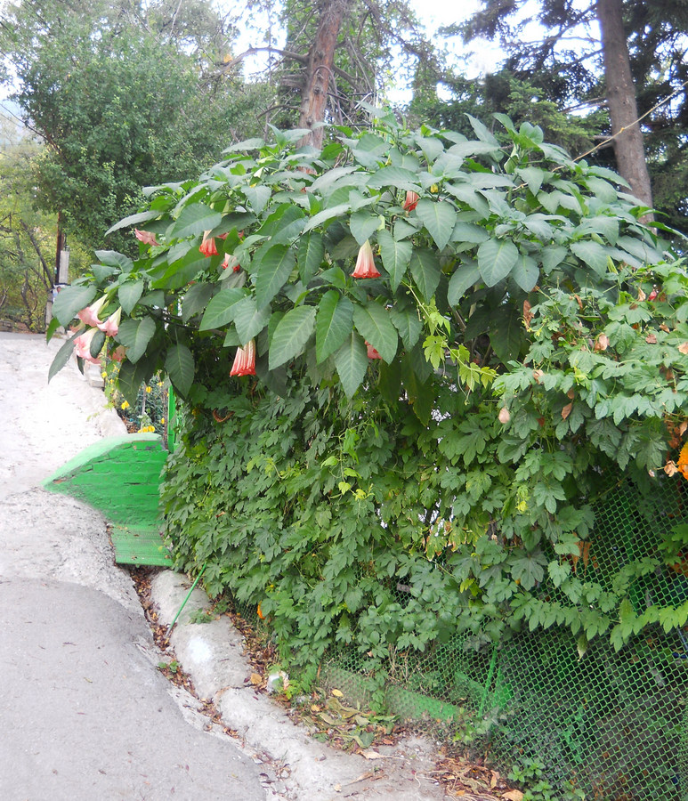 Image of Brugmansia suaveolens specimen.