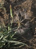 Tragopogon serotinus