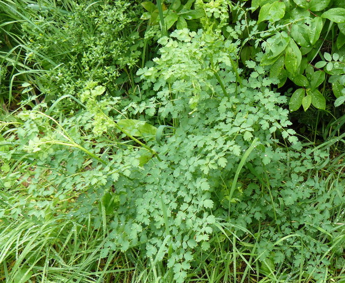 Image of Thalictrum minus specimen.