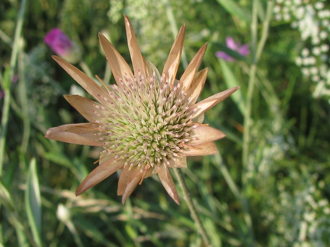 Изображение особи Xeranthemum annuum.