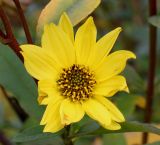 Helianthus grosseserratus