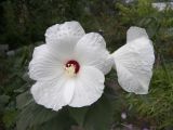 Hibiscus lasiocarpos