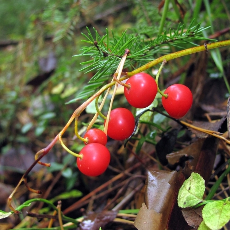 Изображение особи Convallaria majalis.