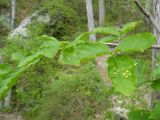 Euonymus latifolius. Побег с соцветиями. Крым, Ялта, окр. водопада Учан-Су. 16.05.2009.