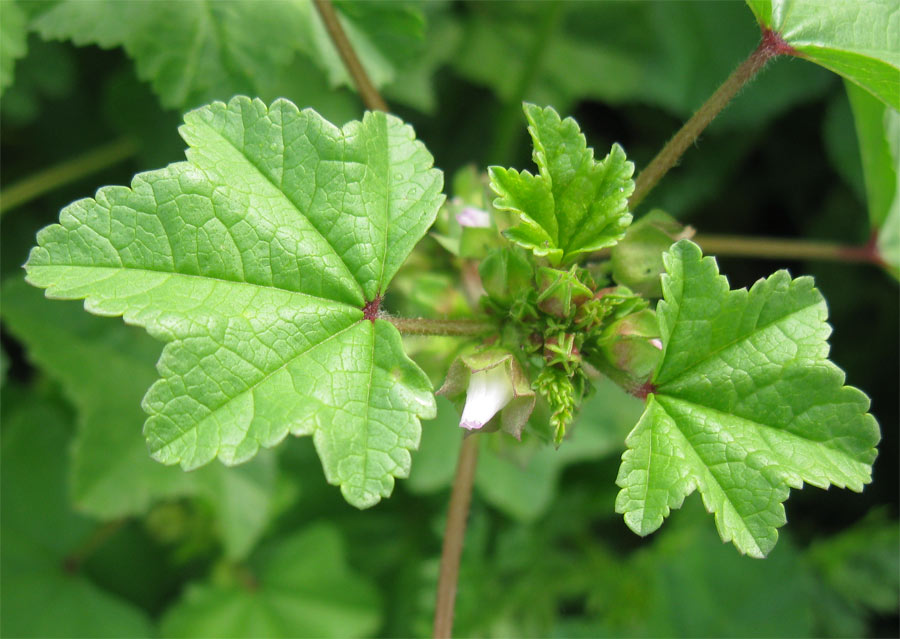 Изображение особи Malva parviflora.