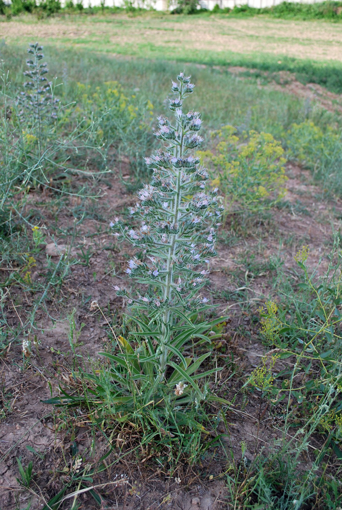 Изображение особи Echium biebersteinii.