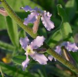 Matthiola longipetala subspecies livida. Часть соцветия. Израиль, северный Негев, г. Беер Шева, холмы в районе зоосада. 21.02.2013.