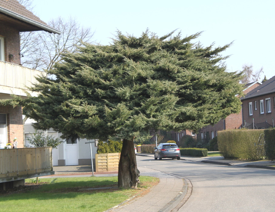 Image of genus Juniperus specimen.