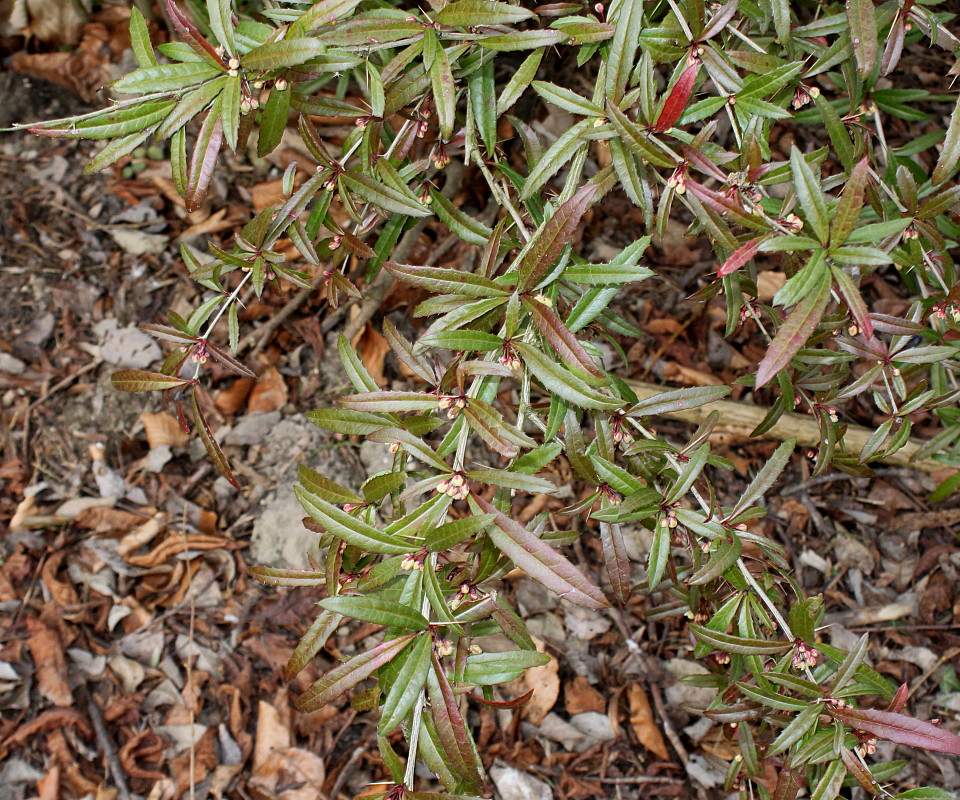 Изображение особи Berberis soulieana.