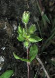 Stellaria pallida. Верхушка плодоносящего растения. Крым, Карадагский заповедник, биостанция, на скале. 10 апреля 2013 г.