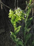 Cardaria draba. Верхушка расцветающего растения. Крым, Карадагский заповедник, биостанция, степной склон. 16 апреля 2013 г.