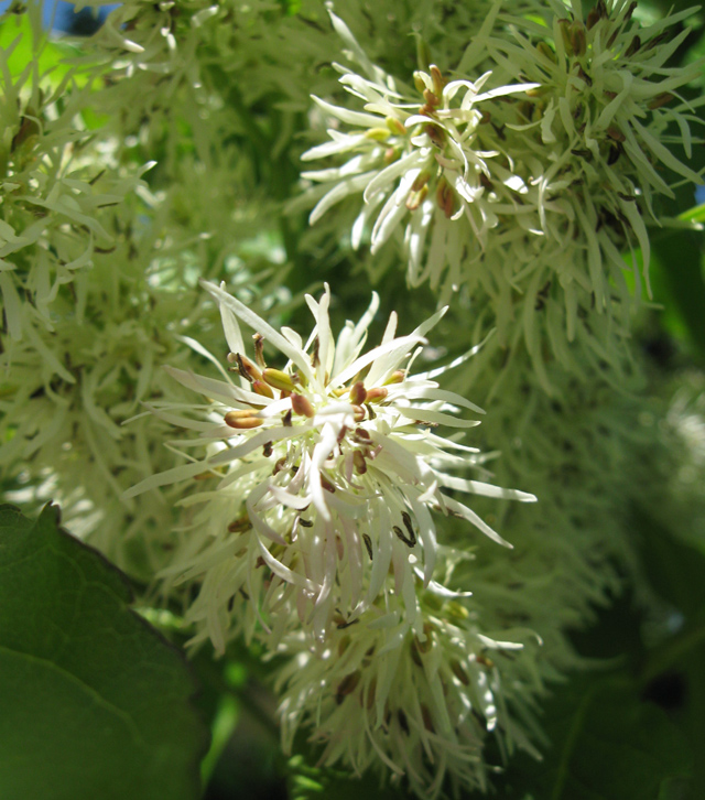 Изображение особи Fraxinus ornus.