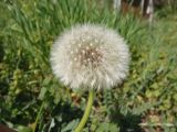 genus Taraxacum