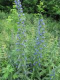 Echium vulgare