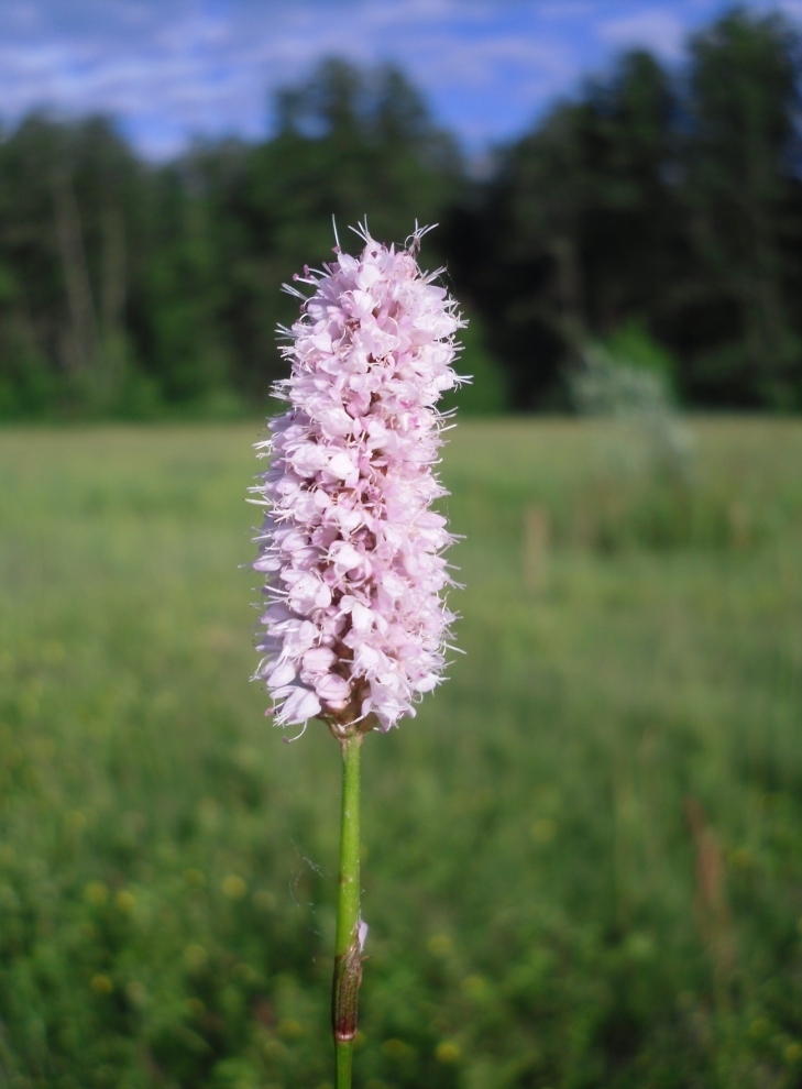 Изображение особи Bistorta officinalis.