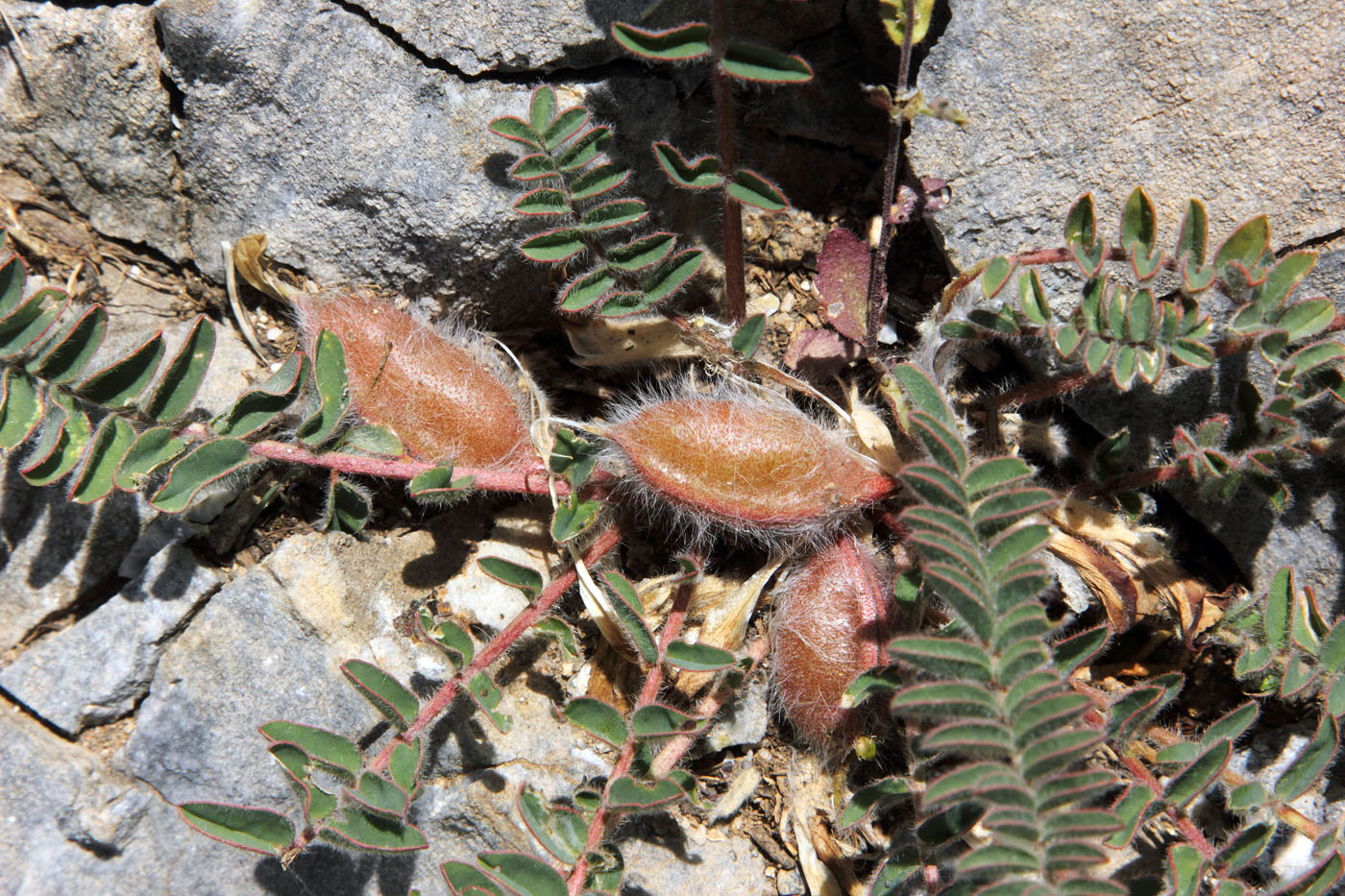 Изображение особи Astragalus atrovinosus.