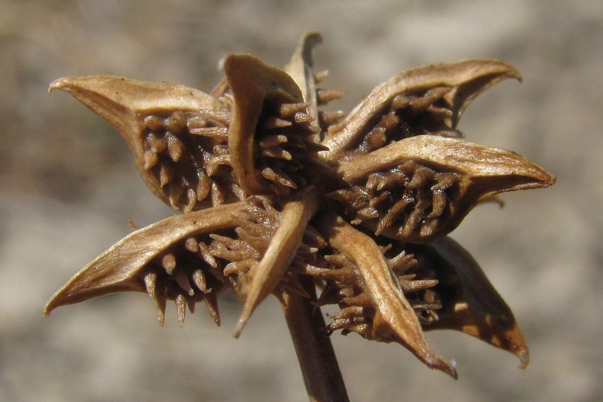Изображение особи Ranunculus muricatus.