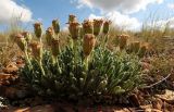 Rhinactinidia eremophila