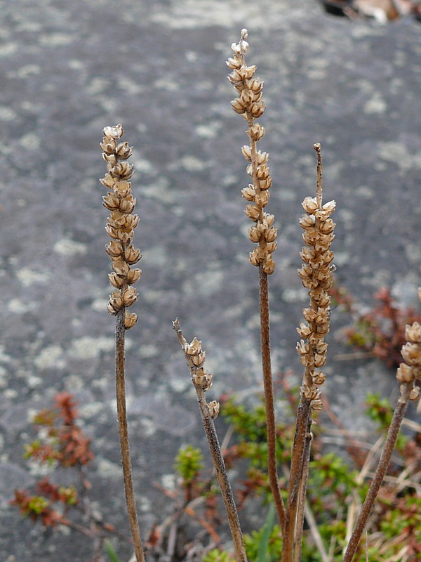 Image of Plantago maritima ssp. subpolaris specimen.