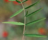 Astragalus campylotrichus. Листочки, лицевая сторона. Узбекистан, г. Ташкент, Актепа Юнусабадская. 04.05.2013.