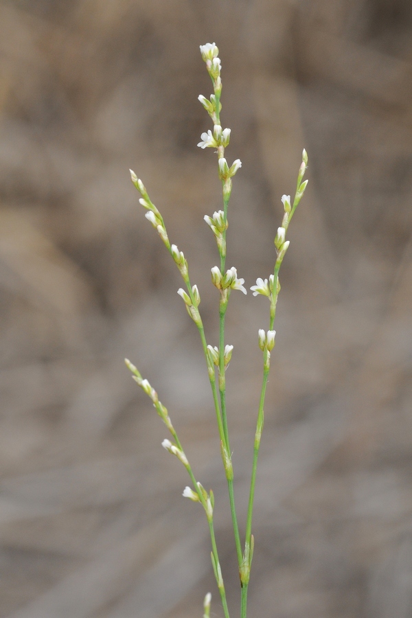 Image of Polygonum patulum specimen.
