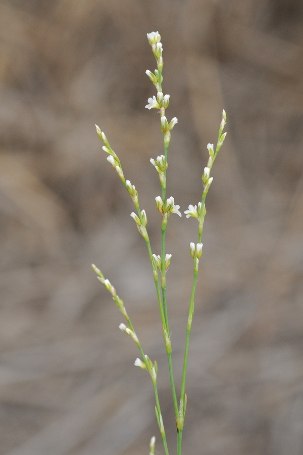 Изображение особи Polygonum patulum.