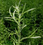 Artemisia umbrosa