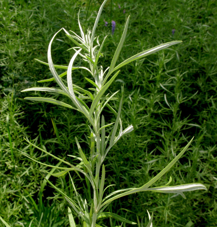 Image of Artemisia umbrosa specimen.