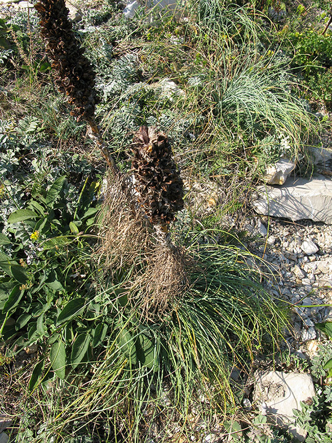 Изображение особи Asphodeline taurica.