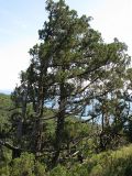 Juniperus excelsa. Очень старое дерево. Краснодарский край, м.о. город-курорт Анапа, окр. пос. М. Утриш, прибрежный склон горы, фисташково-можжевеловое редколесье. 28.07.2013.