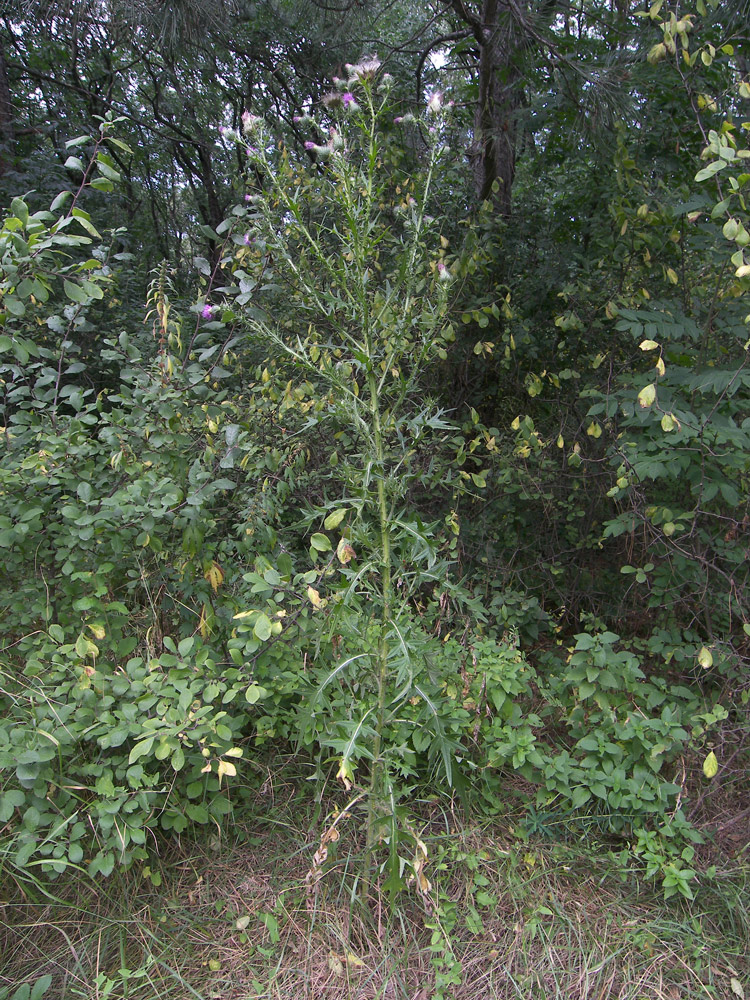 Image of Cirsium vulgare specimen.